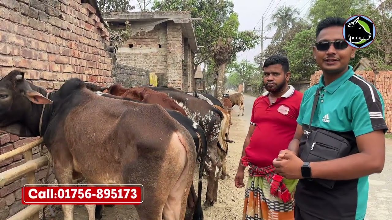 ১২/০৩/২০২৬ ||| ধামাকা অফার মাত্র ৬৬ হাজার টাকা লাটে ষাঁড় গরু কিনুন || কৃষি টিভি পাইকগাছা ||