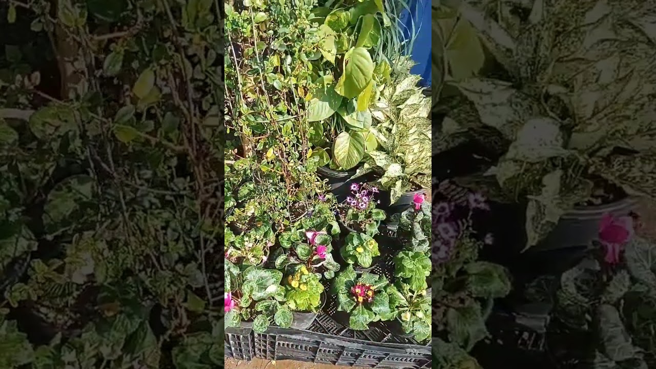 #flowers  #plants #nursery #ranchi #viralshorts #jharkhand #shortsvideo