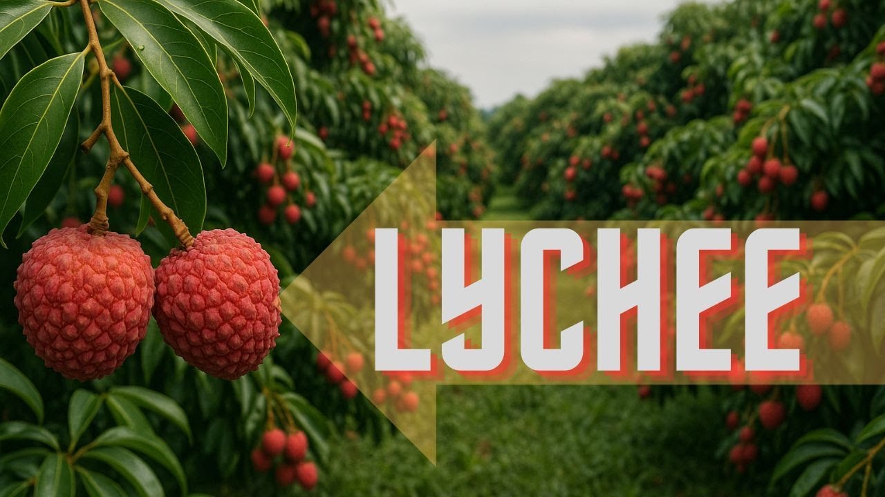 Todo sobre el árbol de Lychee: Fruta Exótica, Salud y Cultivo 🌸🍈| Amazing Lychee Facts & Benefits