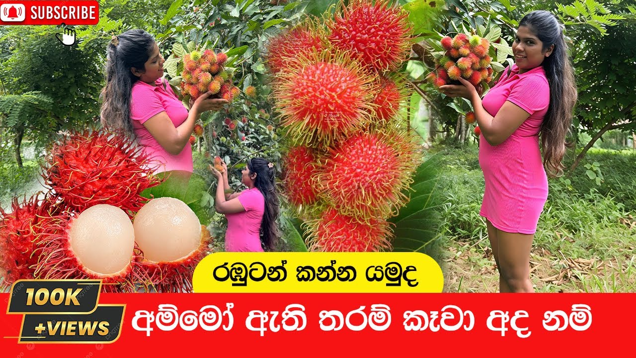 #Malwana #රඹුටාන් මල්වානේ පැණි රඹූටන් කන්න ඔයත් එන්න.