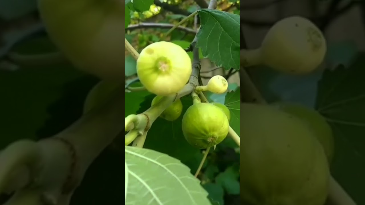 Fascinating Fig Plant: A Photographic Journey Through Its Beauty #short