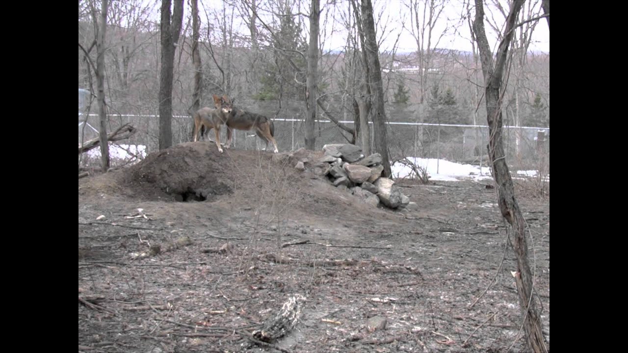 Red Wolves Play The Mating Game