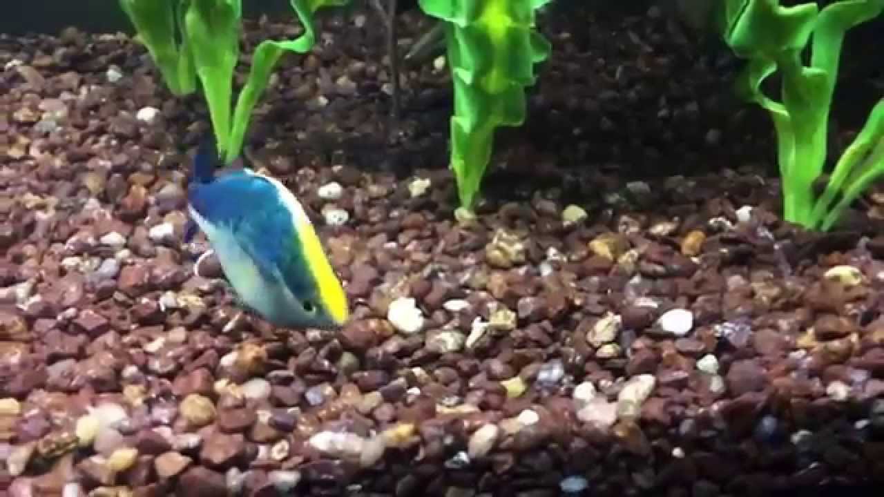 Turquoise Rainbowfish Showing Out