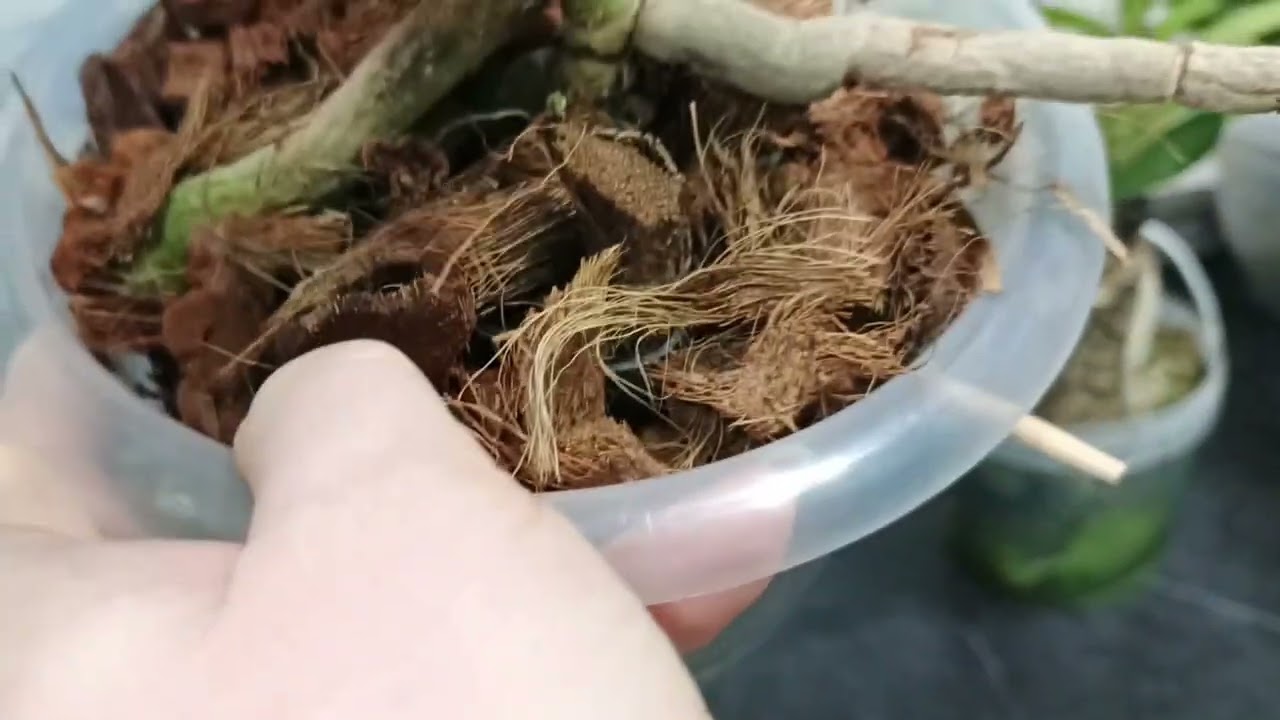 Как я поливаю Ванды