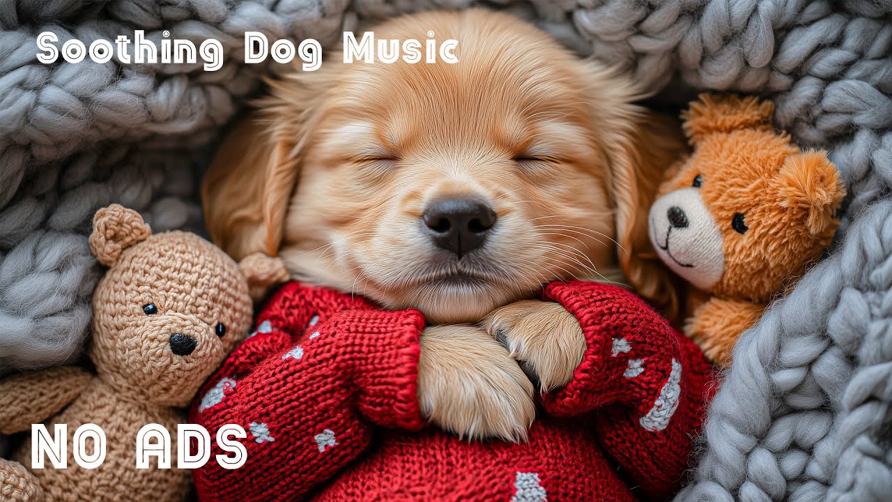 12 часов музыки для успокоения собак 🐶🧸 Расслабляющая музыка для собак 💖 против тревоги разлуки ⭐