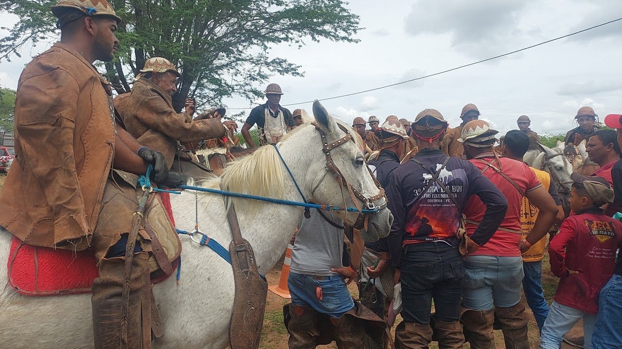 SOLTA DO GADO NA 5ª PEGA DE BOI DO ISMAEL EM CUSTÓDIA PERNAMBUCO BRASIL 