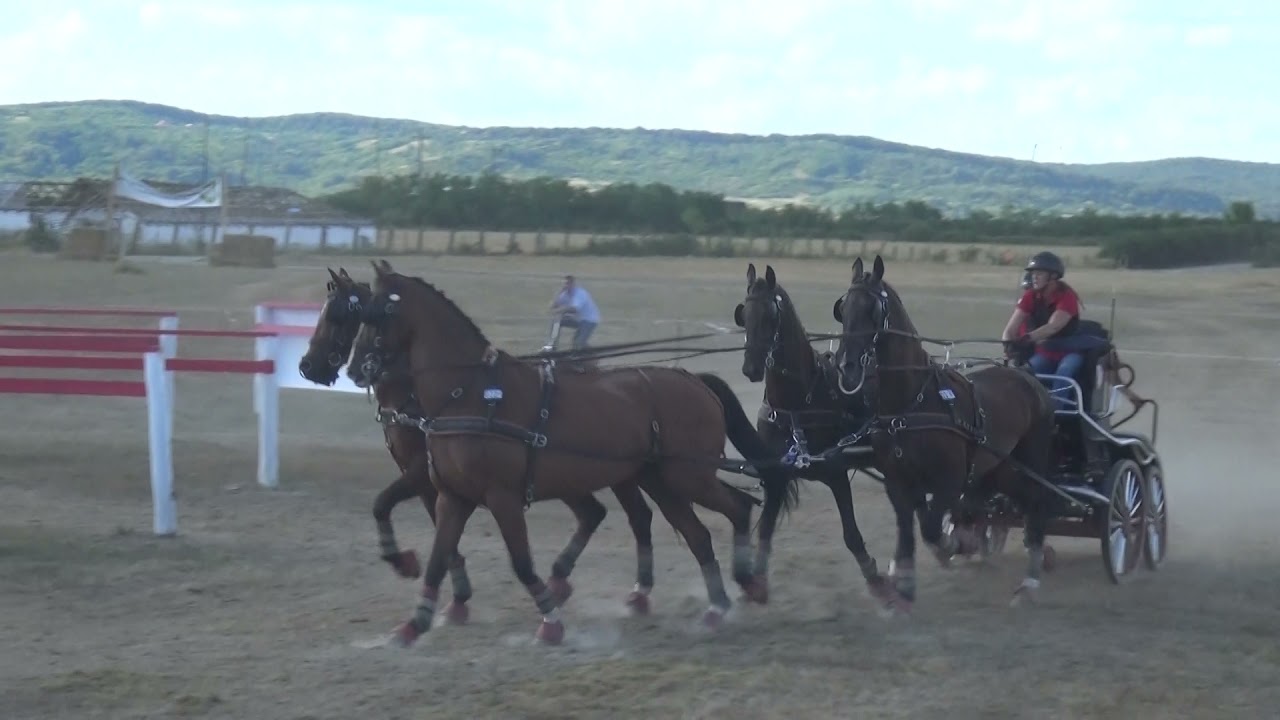 Mareike HARM (GER) - CAI***, H4, Oşorhei (Roumania), marathon driving, obstacle Nr. 1, 7.08.2021