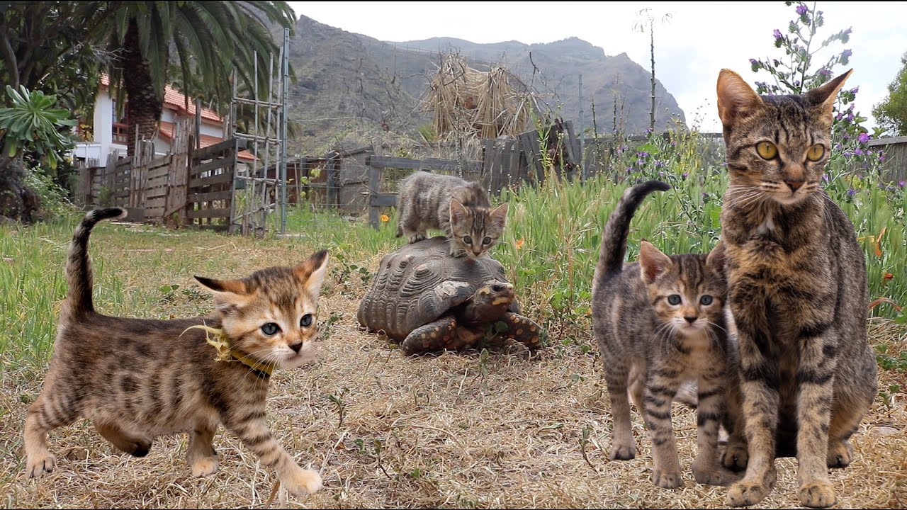 ASMR gatitos BENGALAS Saltando y JUGANDO en La NATURALEZA