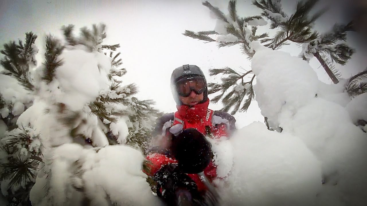 Freeriding Fir Trees - Seli