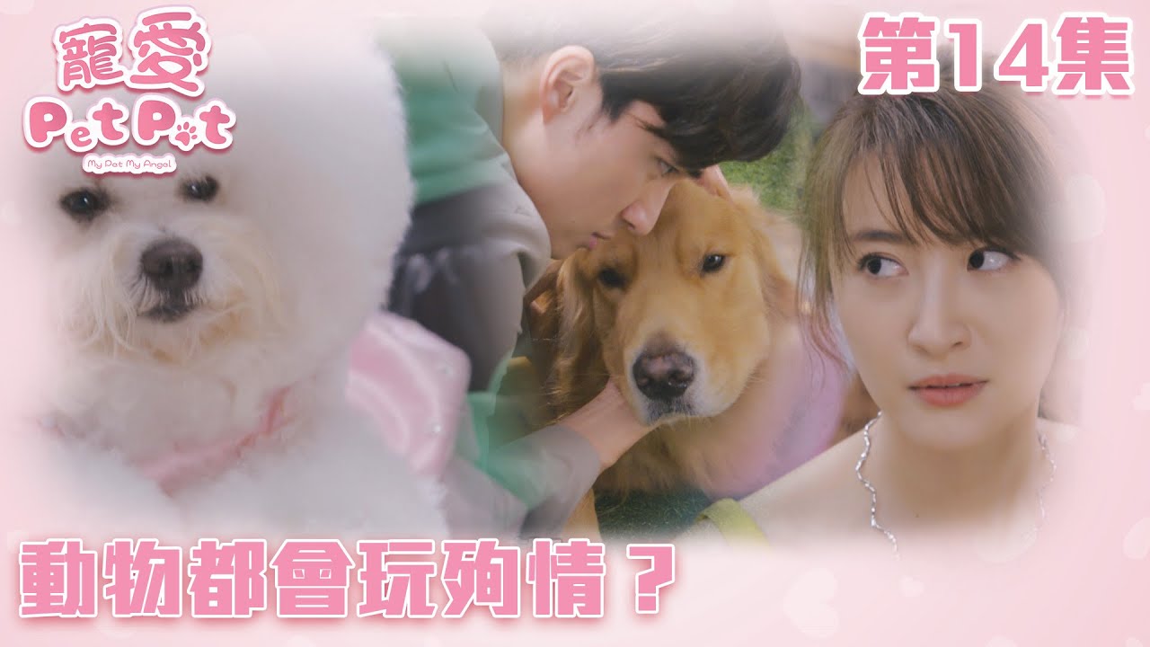 寵愛Pet Pet｜動物都會玩殉情？｜周嘉洛｜林夏薇｜甜寵｜喜劇｜TVB港劇精華