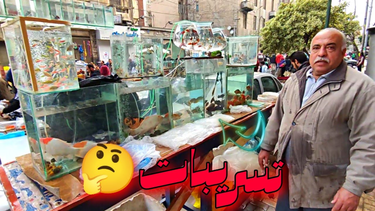 اسعار سوق الجمعه في اسكندريه اسعار سمك الزينه اسعار احواض السمك و تسريبات قوية