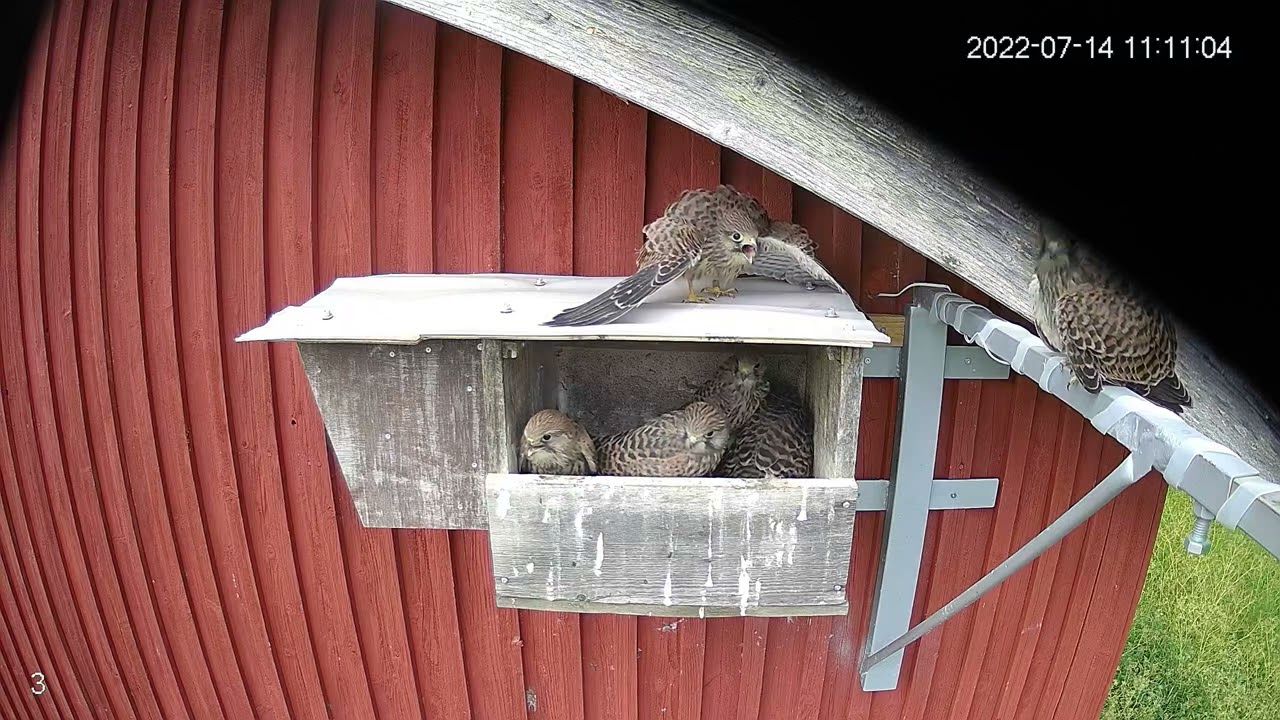 Tuulihaukan poikaset on innoissaan - The kestrel chicks are excited