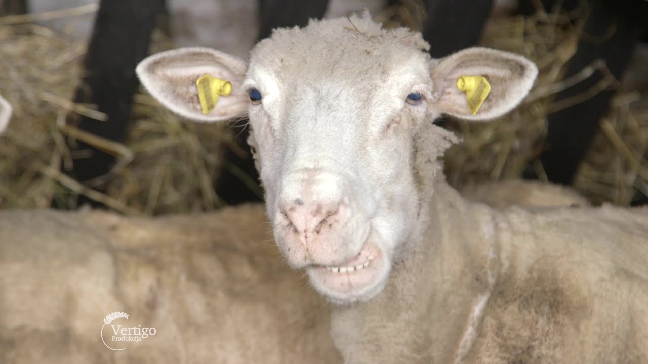 Farma ovaca ILe de France u Stepojevcu - U nasem ataru 793