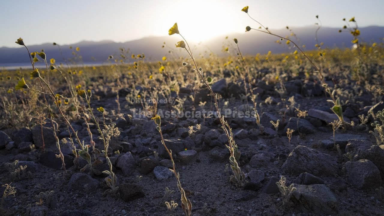 Death Valley blossoms with once-in-a-decade superbloom of flowers