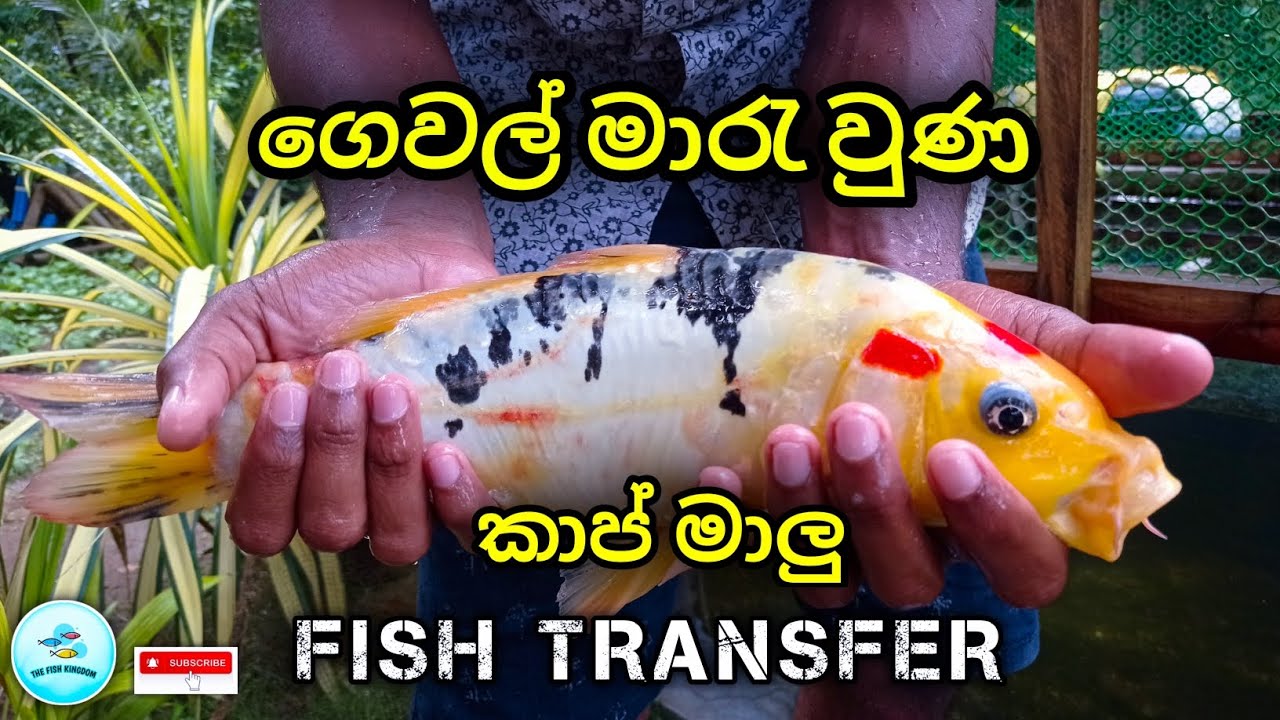 Transferring My Carp Fish into New Pond | ගෙවල් මාරැ වුණ කාප් මාලු 🐟❤️🍃