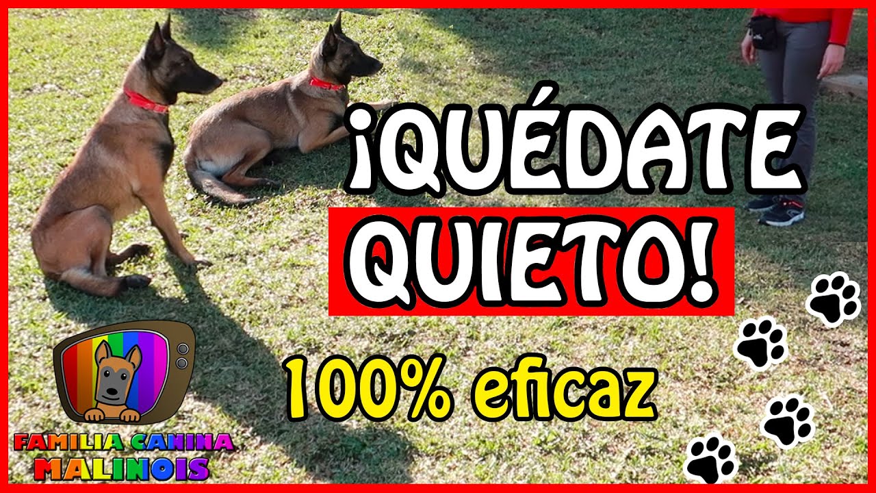 ENSEÑAR a un PERRO el QUIETO (FÁCIL y EFECTIVO) | Adiestramiento Canino en Obediencia