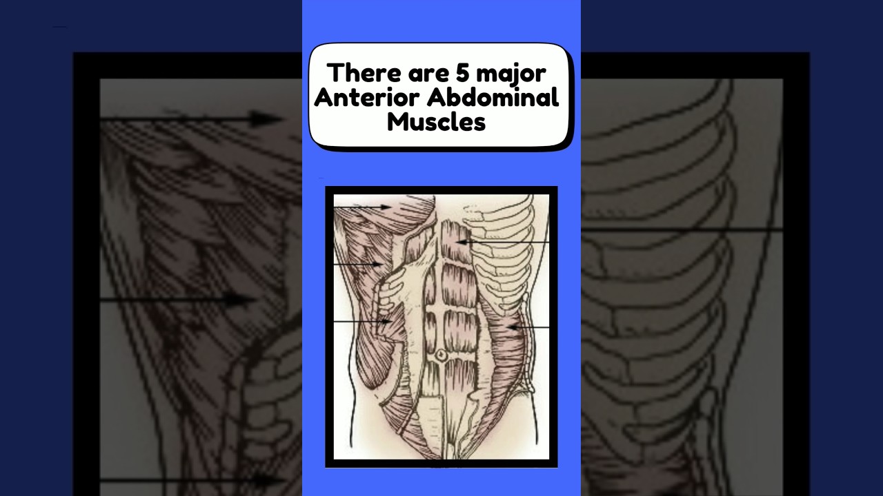 Muscles of Abdomen #anatomysimplified