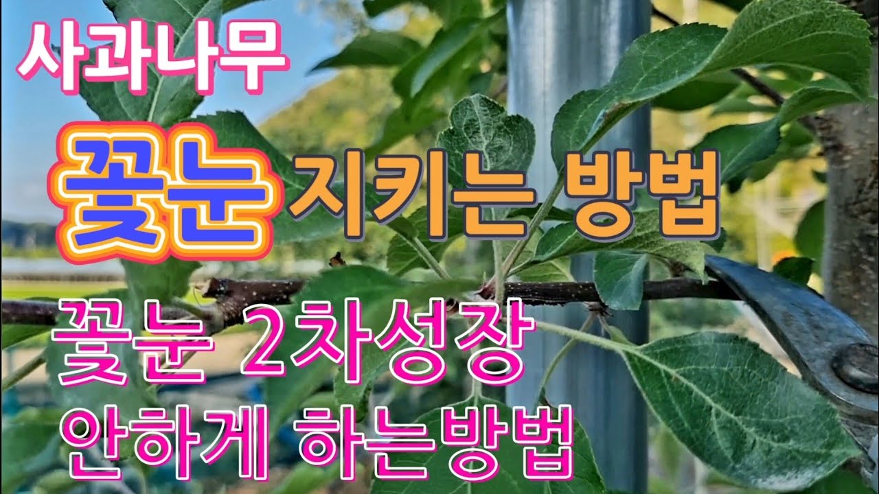 사과 꽃눈 2차성장 안하게 하는방법