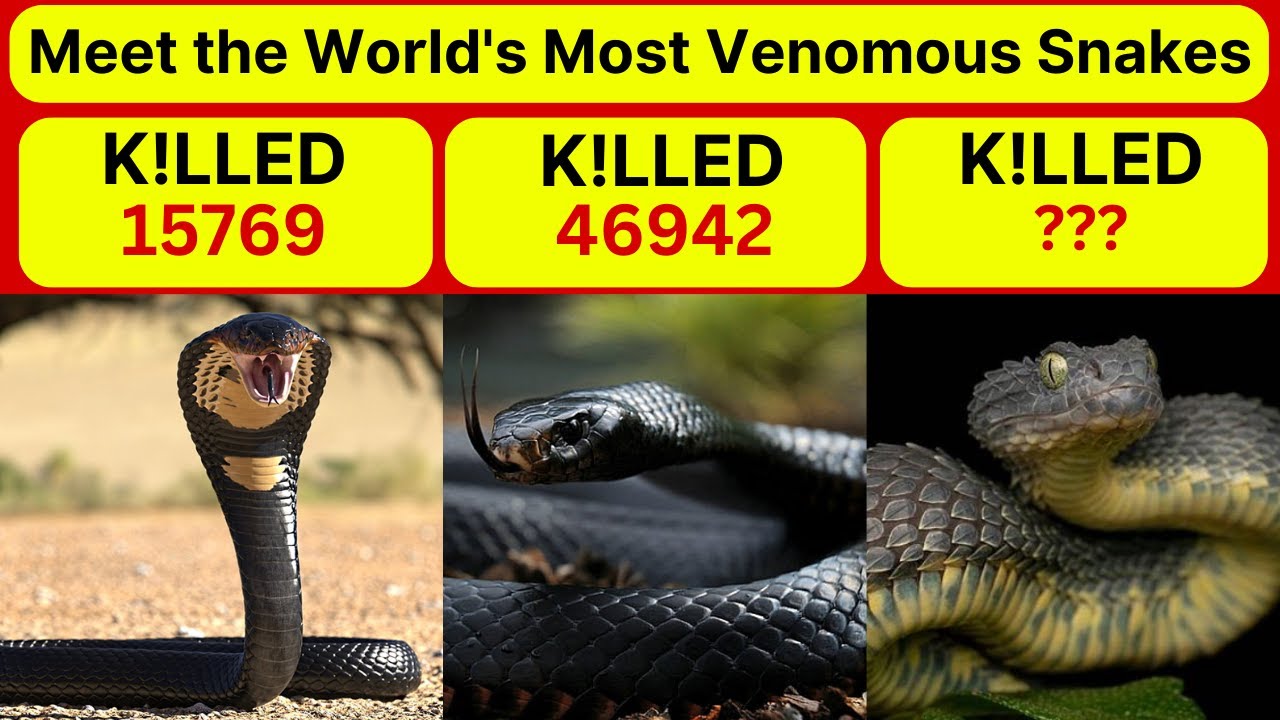 World's Deadliest Snakes: The Most Venomous Serpents on Earth!