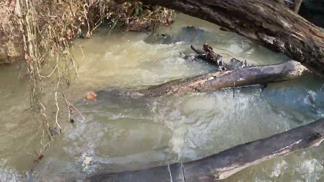 Clearing out a Log Jam in the creek, below freezing temps...what was I thinking