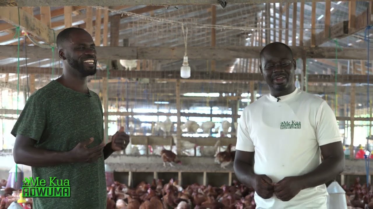 I QUIT DRIVING (TRO TRO JOB) AND VENTURED INTO POULTRY FARMING, 40,000 BIRDS NOW