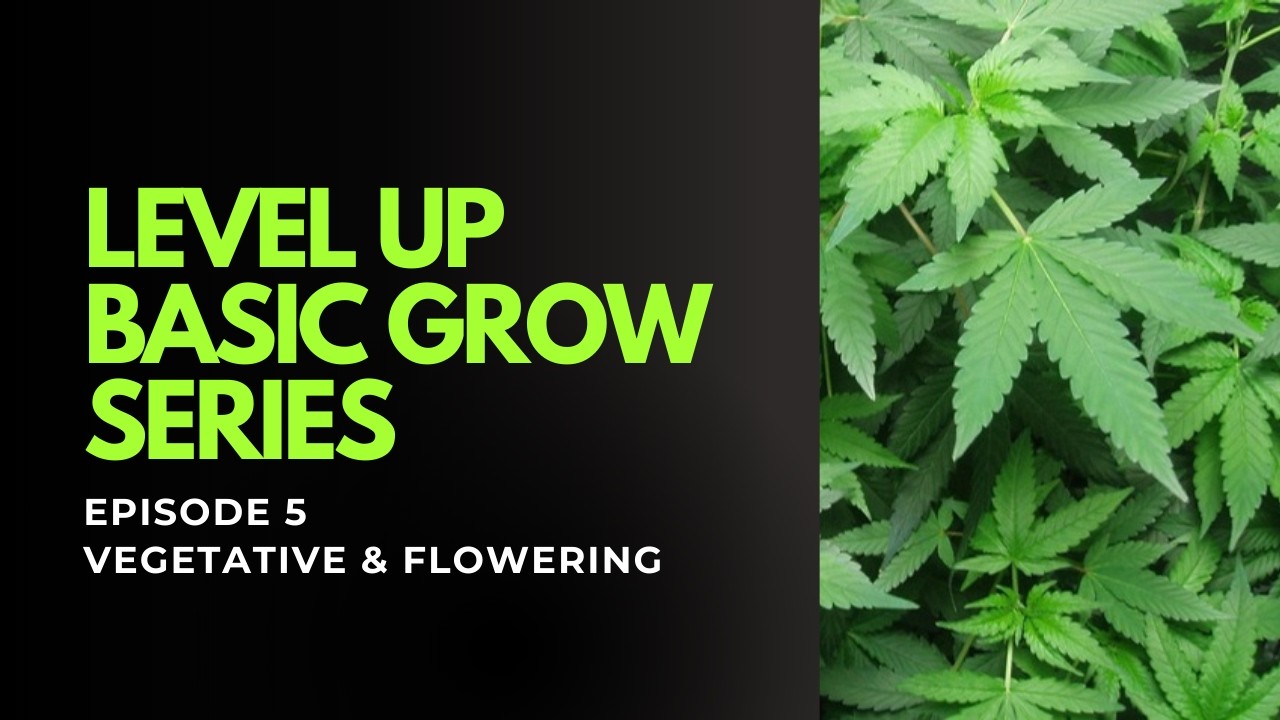 LEVEL UP Basic Grow Series - Ep.5 Vegetative & Flowering Stages