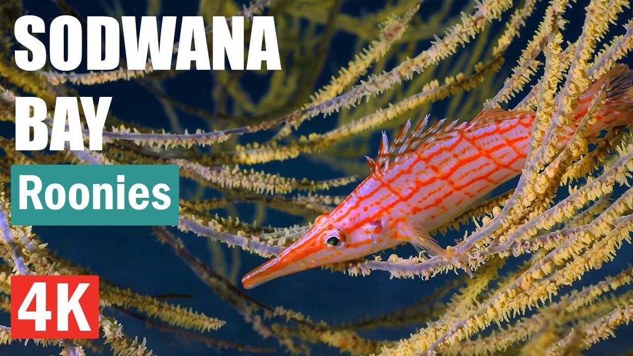 Roonies - Sodwana Bay - Dive Sites of South Africa 4K
