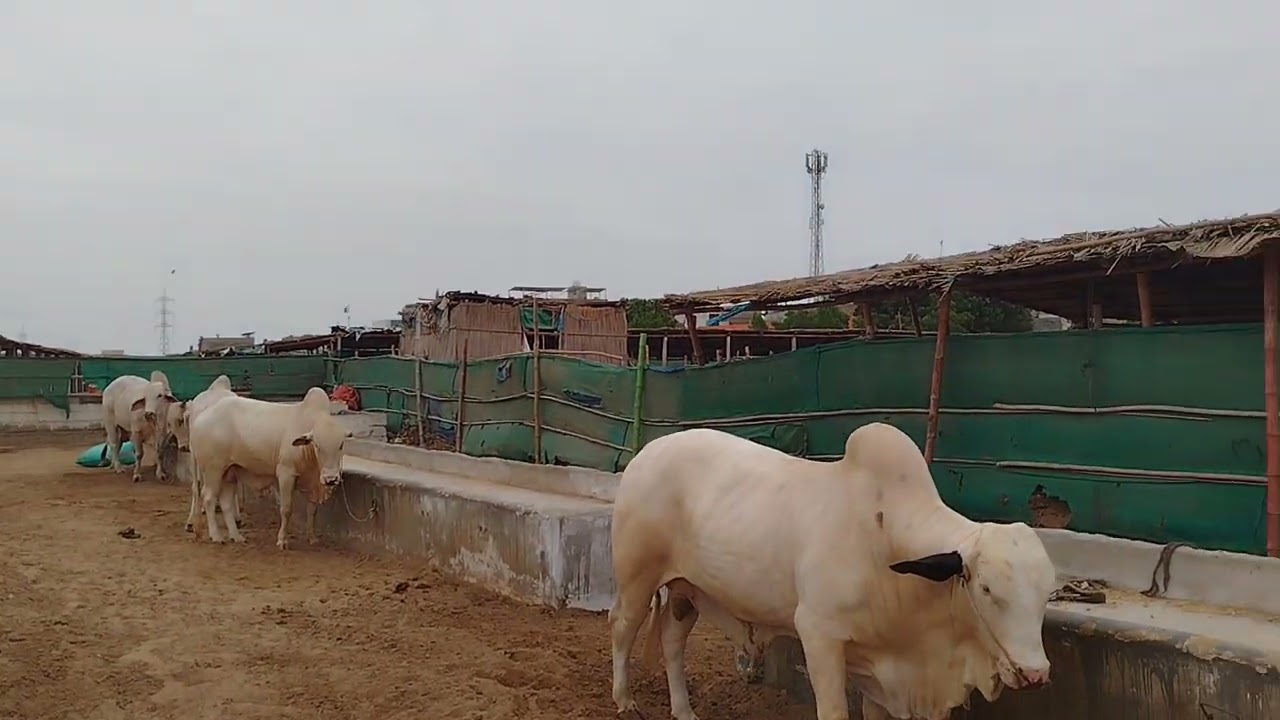Usman ghani cattle farm 06-08-2025 farm update 