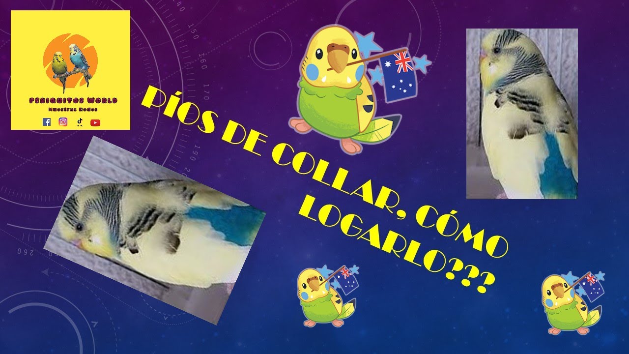 PERIQUITOS: PÍO DE COLLAR CÓMO LOGRARLO??? 😱😱😱