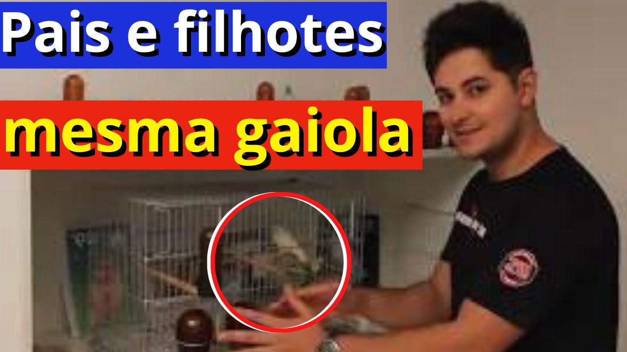 Manejando pais e filhotes na mesma gaiola (canaricultura)!!!