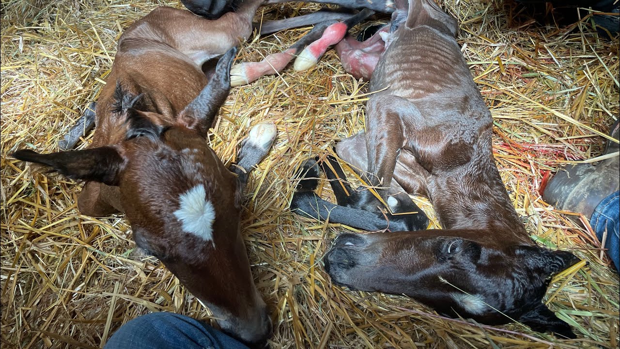 Horse gives birth to TWIN foals! With a little bit of help
