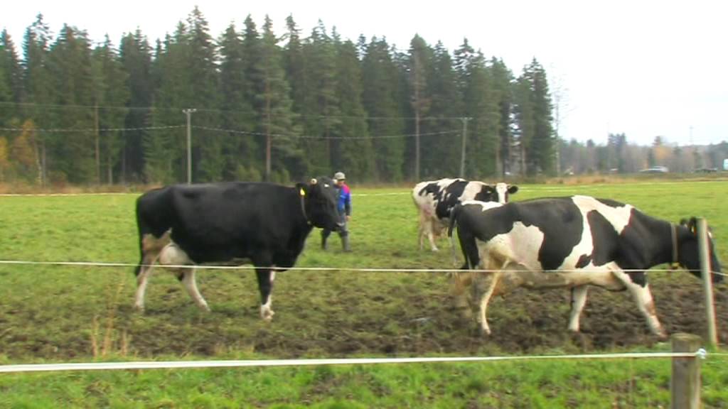 Monimuotoinen Maaseutumme -  Uusi-Nujulan tila, Hankasalmi