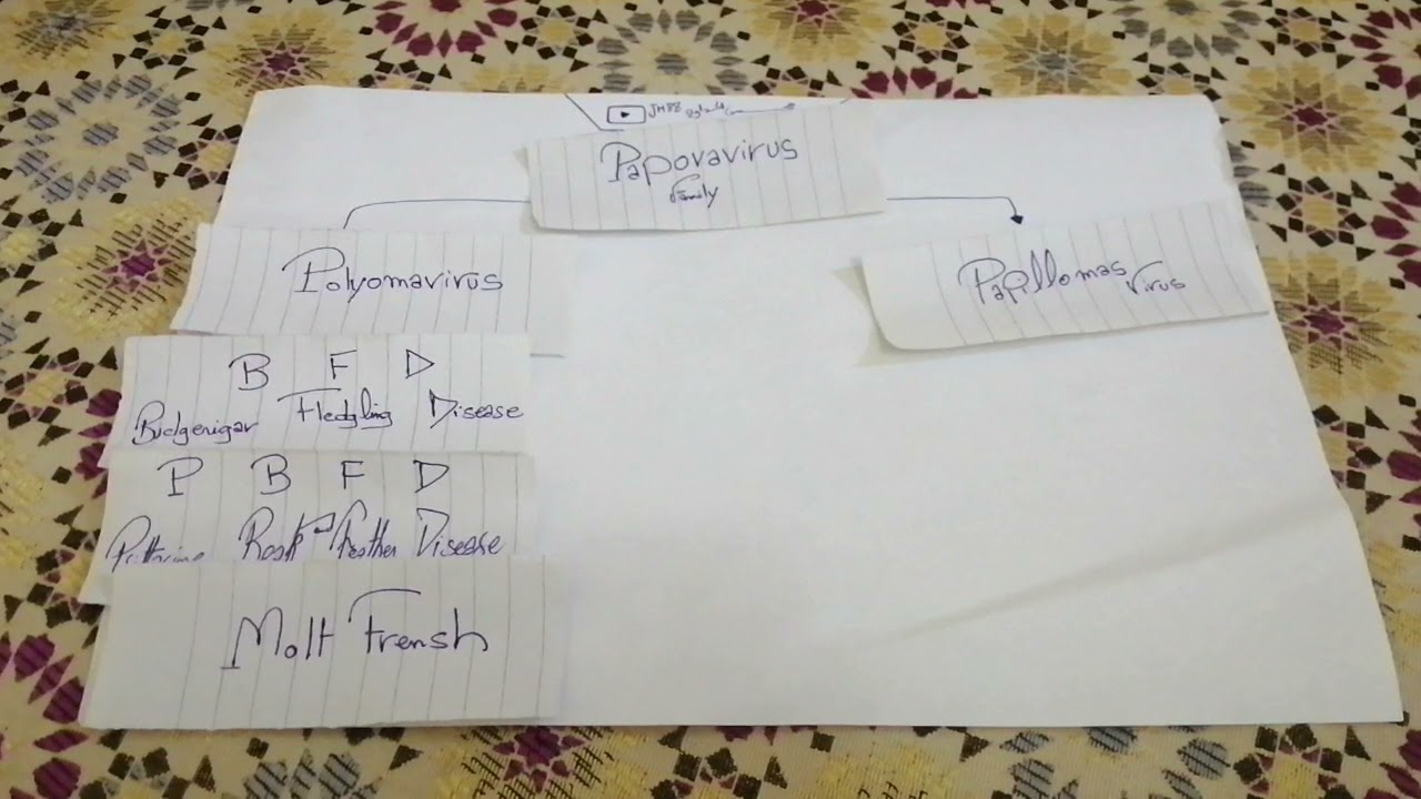 Polyomavirus ( Molt French)\ باليومافيروس ( القلش الفرنسي)