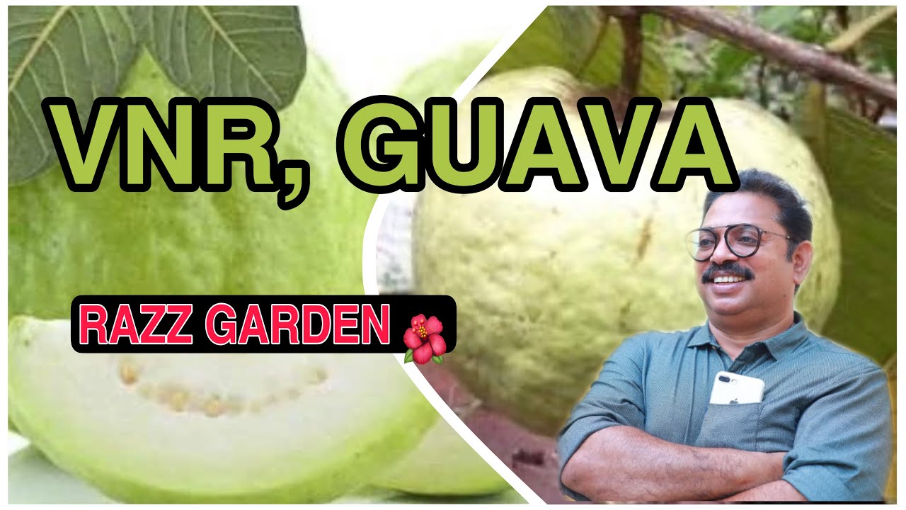 VNR GUAVA From my rooftop garden