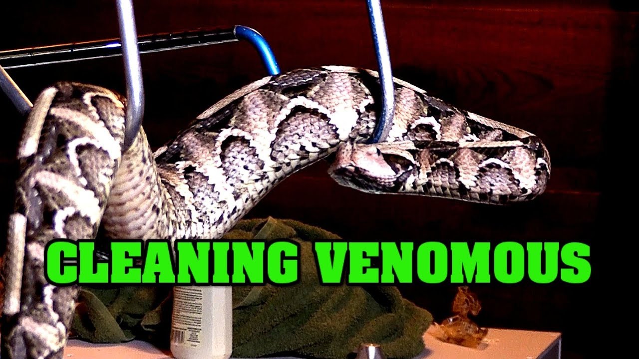 Cleaning Venomous Cages!  See Venomous snakes out of their enclosure! Gaboon viper and rattlesnakes!