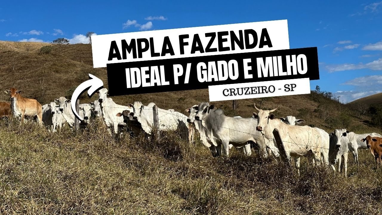 Ampla FAZENDA PARA CRIAÇÃO DE GADO E PLANTAÇÃO DE MILHO, COM MAIS DE 612 HECTARES, EM CRUZEIRO-SP