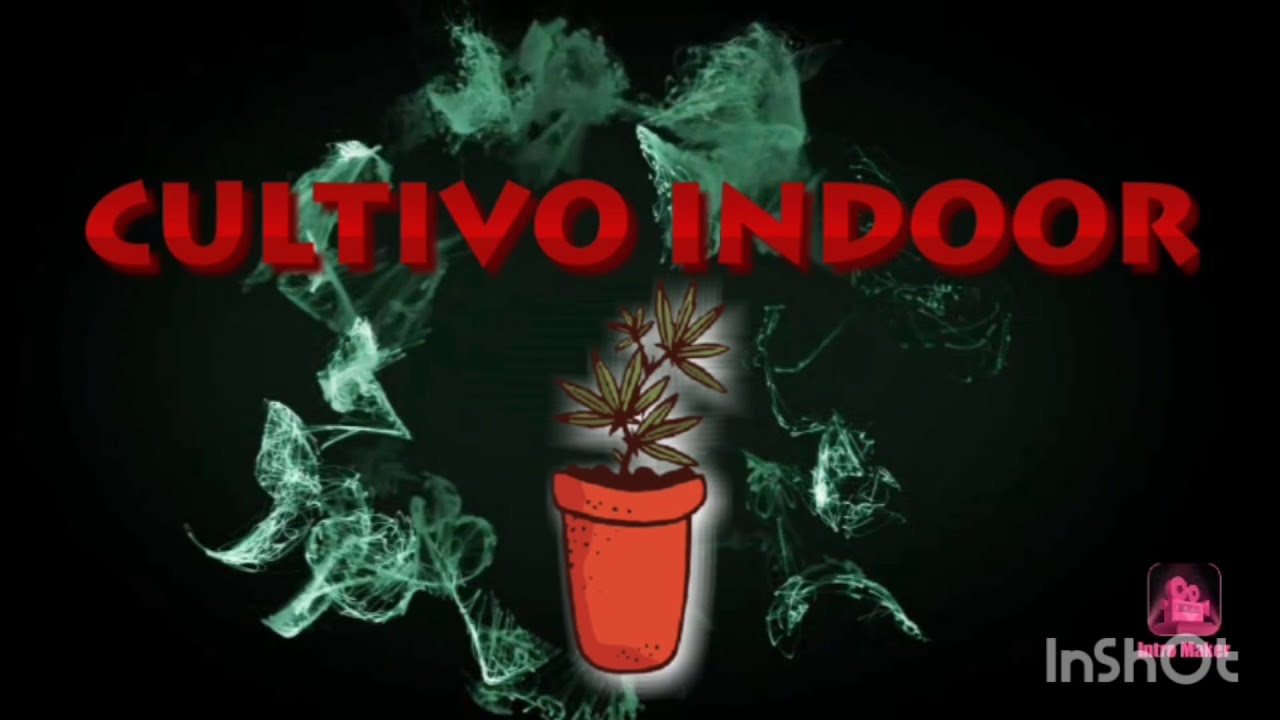 PLANTAS INDOOR | MARIHUANA | FEMENIZADAS &Iacute;NDICAS
