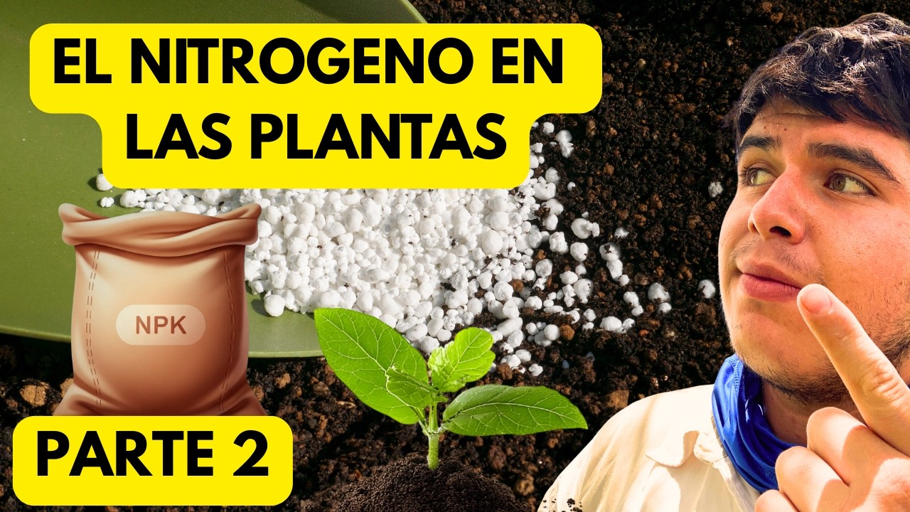 Todo lo que debes entender del nitrógeno en plantas
