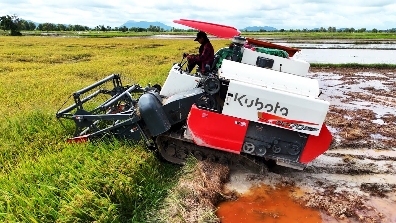 Nice Action Kubota Harvester Machine At Country Side Cropping Rice By Greatest Driving Skills