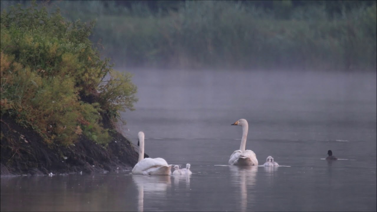 Beautiful Relaxing Music, SeeBeautifulBirds, Whooper swan, Łabędzie krzykliwe, Cygnus cygnus .