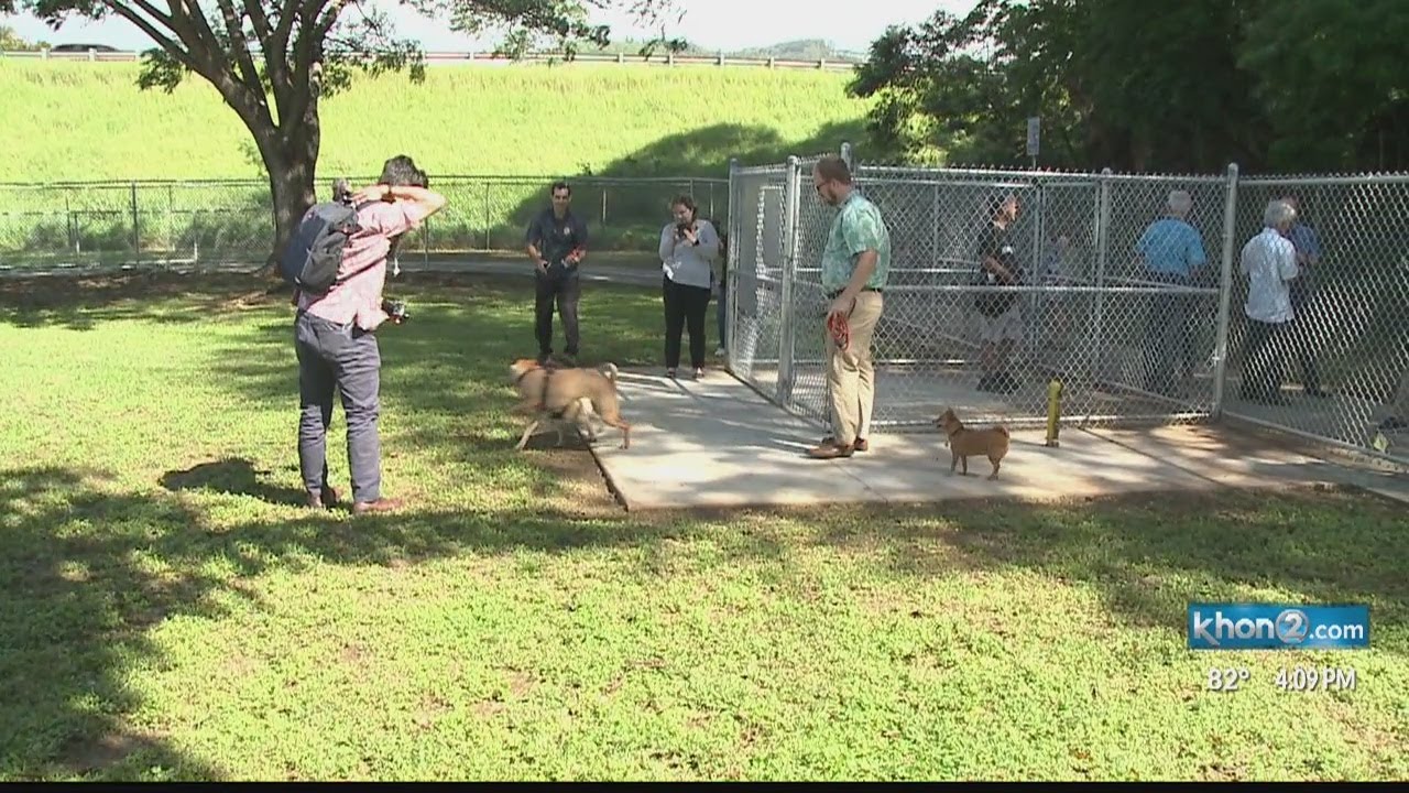 Off-leash dog park opens at Kalo Place Mini Park