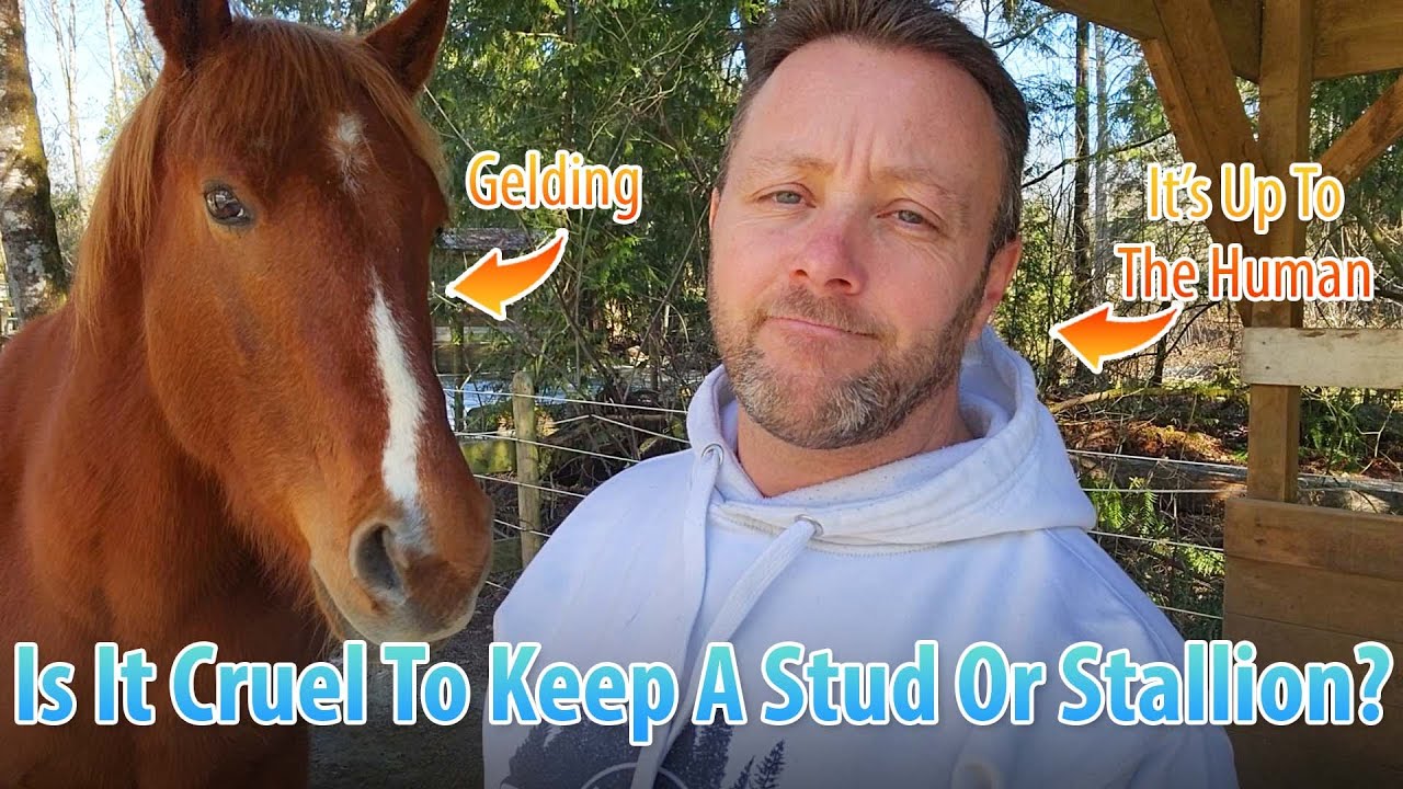 Is It Cruel Or Mean To Keep A Stallion?
