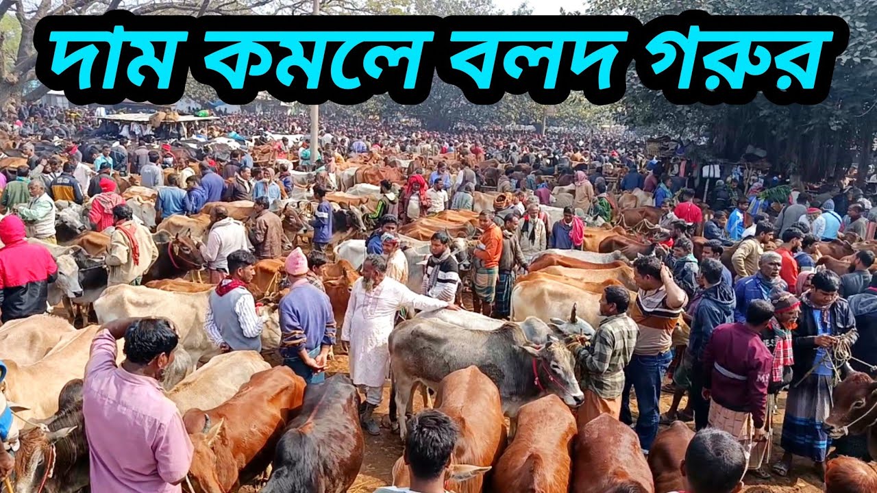 ০২/০২/২৬/ দাম কমলো বলদ গরুর, ক্রেতা নাই বলদ কেনার জন্য জয়পুরহাট গরুর হাটে #cow_farm #cow_farm #বলদ