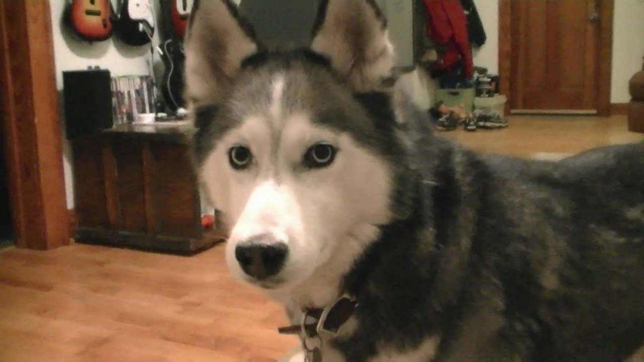 Shiloh gets a new toy! Siberian Husky