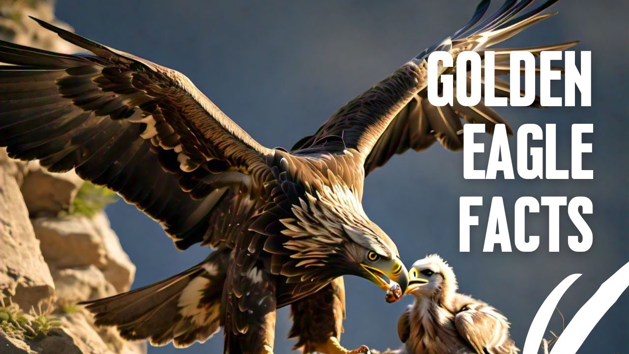 Golden Eagle Facts || Golden Eagles in Action Hunting, Attacks, and More || Golden Eagle Documentary