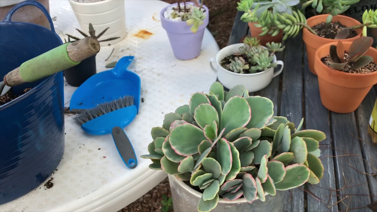 Let's talk about this succulent/Kalanchoe fedtschenkoi/Kalanchoe Lavender Scallops