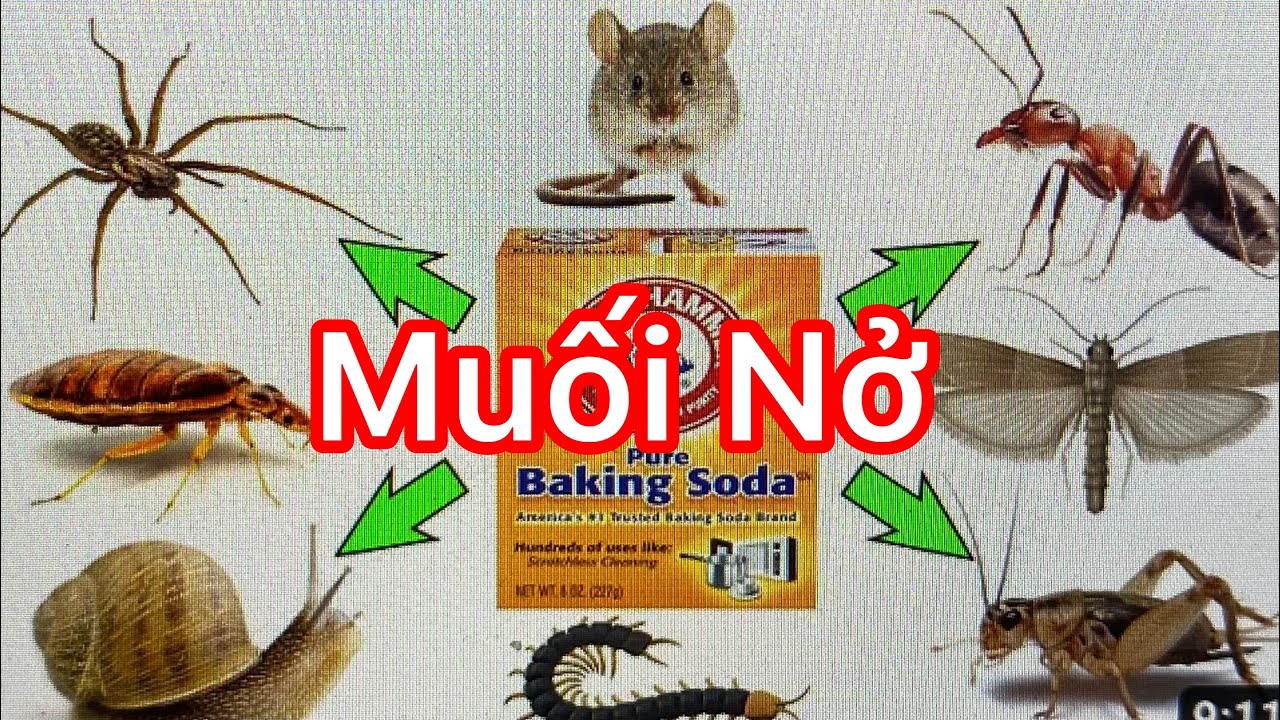 Vlog 274: Cách  Dùng Baking Soda Để Diệt Hết Tất Cả Loại Con Vào Khu Vườn-Get Rid Of Pests