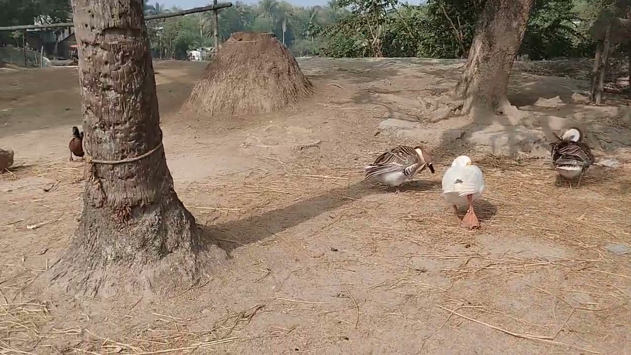 রাজহাঁসের ভিডিও