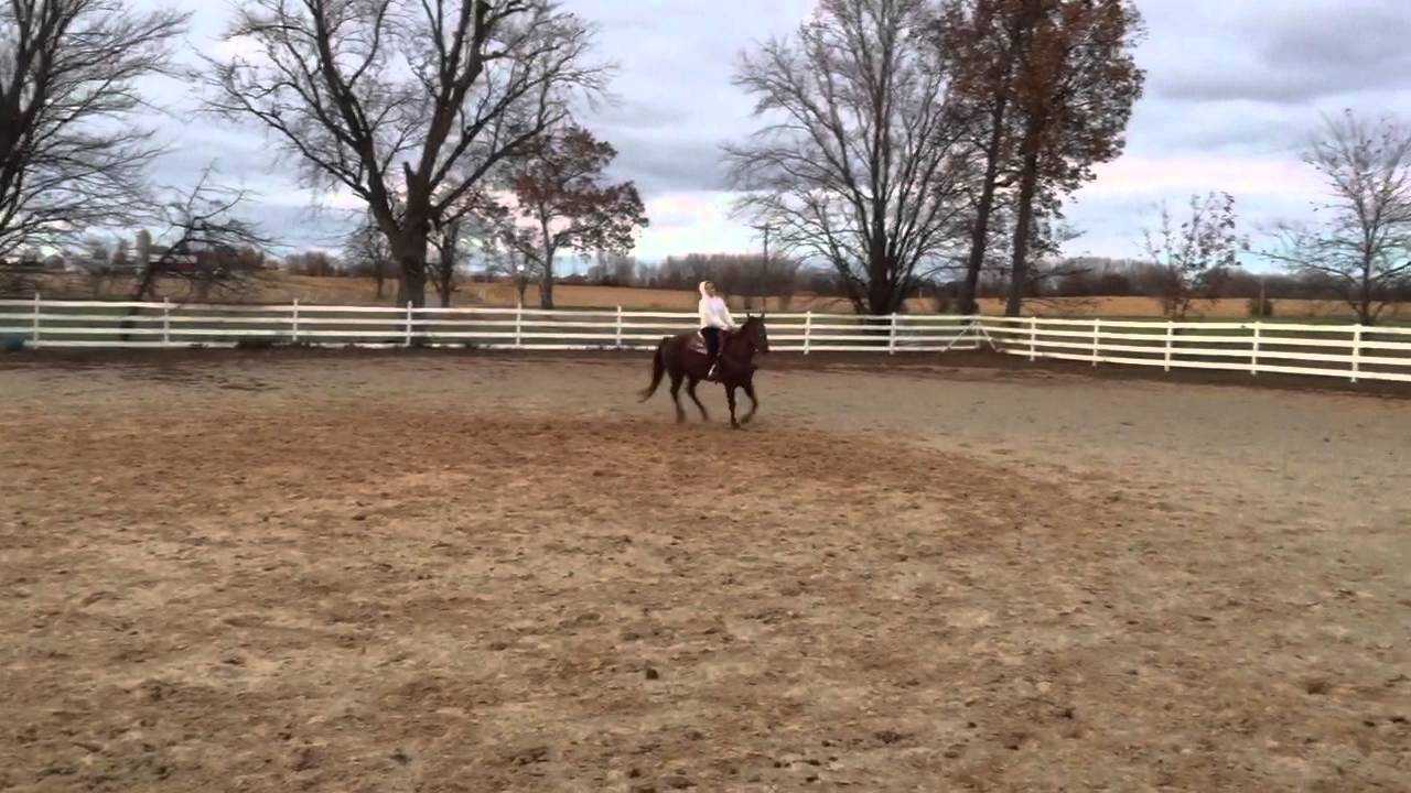 Melissa horse training demo