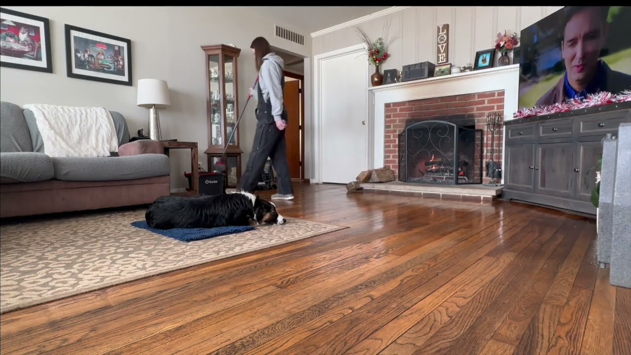 Olivia | 7 Month Old Austrailian Shepherd | Distraction Training | Obedience Training